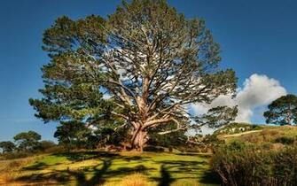 Wallpaper Tree Summer Sky Beautiful Scenery