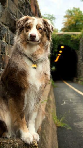 Dog Waiting iPhone Wallpaper Nobon