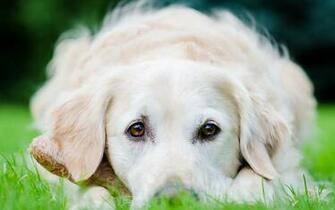 Labrador Retriever Wallpaper Animal Desktop