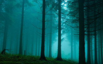 Dark Green Forest Wallpaper
