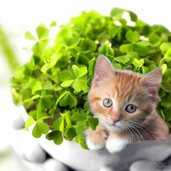 iPad Wallpaper St Patrick S Day For
