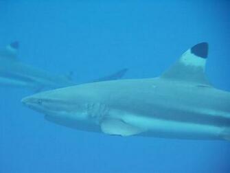 Source Url Smscs Photo Shark Html