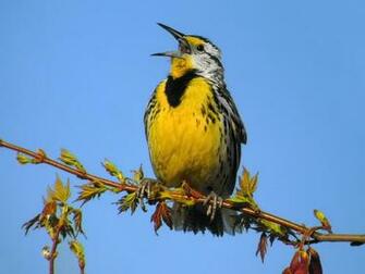 Yellow Bird Wallpaper A With The Pictures