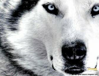 Baby Wolf Wallpaper Amazing