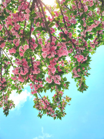 Spring Aesthetic Pictures Image