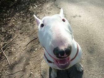 Jazz English Bull Terriers Wallpaper