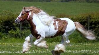 Galloping Horse Horses Wallpaper