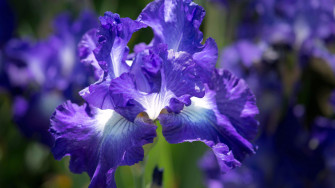 4k Flower Wallpaper