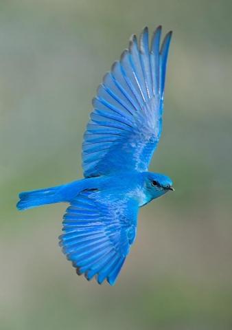 Blue Bird Wallpaper Beautiful