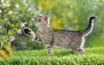 Kitten Balance HD Wallpaper Cute Curious Kittens