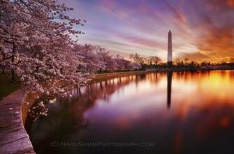 Cherry Blossom Festival Visions In The Capital