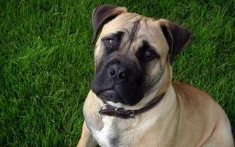 Mastiff Wallpaper And Image Pictures Photos