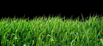Crops Clipart Transparent Background Picture