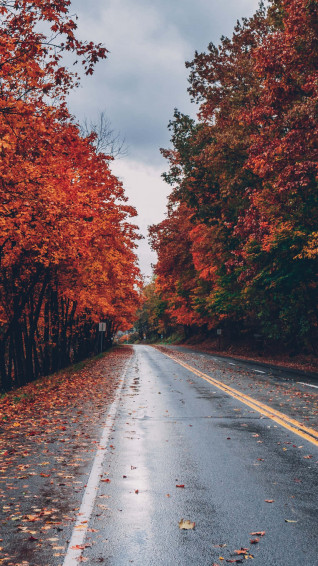 Fall Wallpaper
