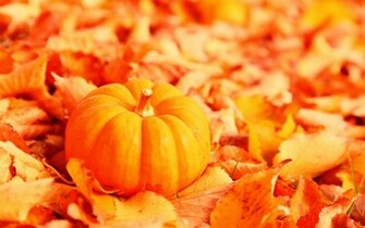 Fallen Orange Autumn Leaves Wallpaper