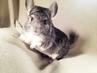 Chinchilla Colors Chinnyworld