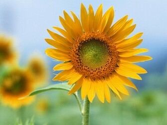 Sunflower Photo Splendid Wallpaper HD