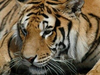 Siberian Tiger Wallpaper