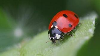 Insects Ladybug HD Wallpaper Hq Desktop