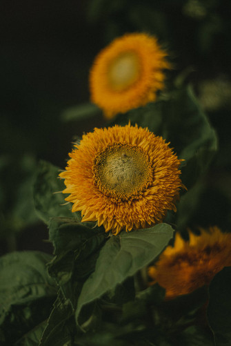 Top Sunflower Aesthetic Wallpaper Full HD 4k To Use