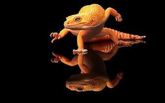 Gecko HD Wallpaper Background Image Id