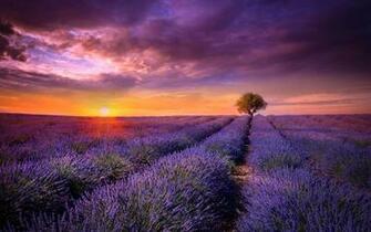 Provence Field Lavender Sunset Wallpaper