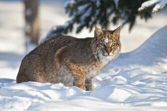 Bobcat Computer Wallpaper Desktop Background