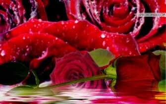 Most Beautiful Pink Yellow Rose Flowers Wallpaper Laptops Or