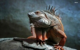Iguana Wallpaper