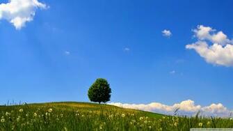 Lonely Tree Wallpaper