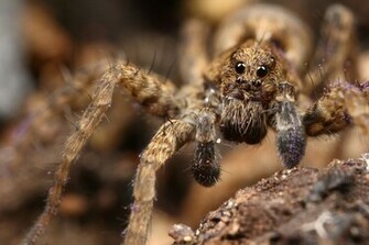 Baby Wolf Spider Wide HD Wallpaper