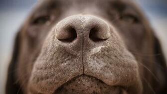 Chocolate Labrador Wallpaper