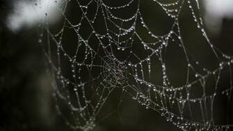 Spider Tag Wallpaper Beautiful Tree Rain Nature