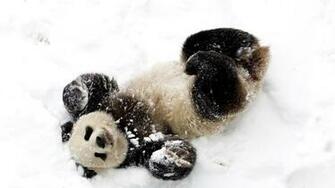 Cute Baby Panda Wallpaper