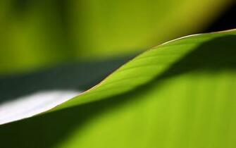Green Definition High Widescreen Wallpaper HD