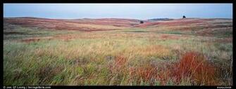 Prairie Grasses On Cloudy Autumn Morning Wind Cave National Park