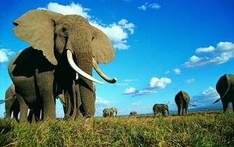 Indian Elephant Wallpaper Which Is Under The
