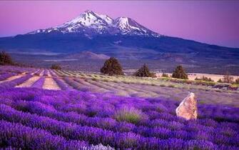 Wallpaper Waiting For Love Lavender Fields Of Photography