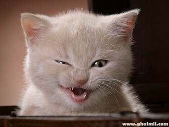 Naughty Animal High Resolution Wallpaper Have You Ever Seen