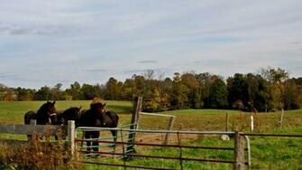 Amish Tag Wallpaper Autumn Fall Country Wide