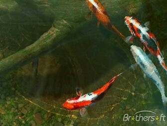 Koi Fish 3d Screensaver