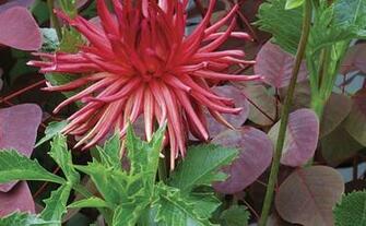 Fine Gardening Wallpaper Issue