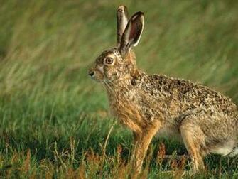 Jack Rabbit Hare Wallpaper Picture