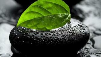 Leaf HD Walls Find Wallpaper