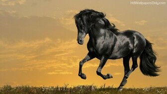 Beautiful Horse Wallpaper HD In Animals Imageci