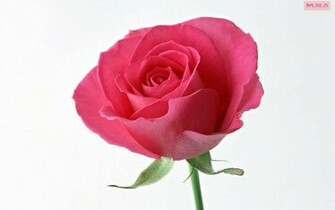 Roses White Background Pink Flowers Rose Wallpaper