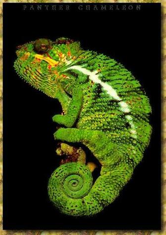 Panther Chameleon Wallpaper