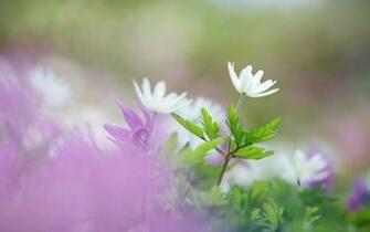 Source Url Wallpaper Re Net Wildflowers Microsoft