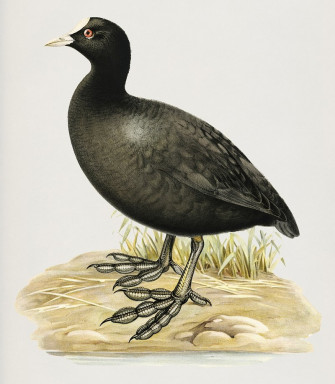 Coot Image Photos Png Stickers Wallpaper Background