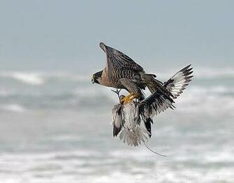 Peregrine Falcon Wallpaper